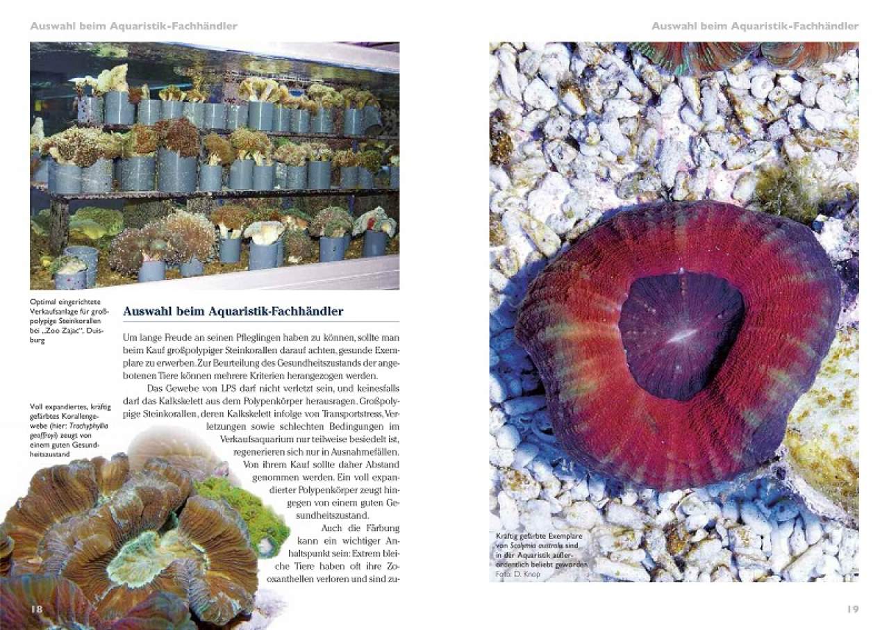 Grosspolypige Steinkorallen im Meerwasseraquarium